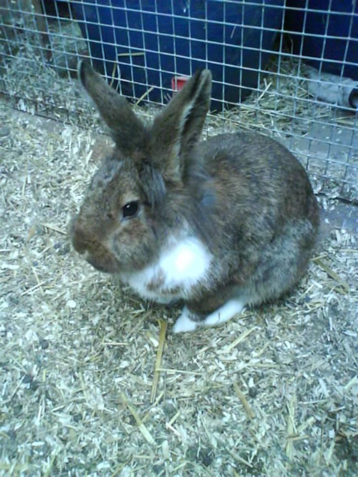Kanin Mini-k (Himmel gnaver) R.I.P billede 8