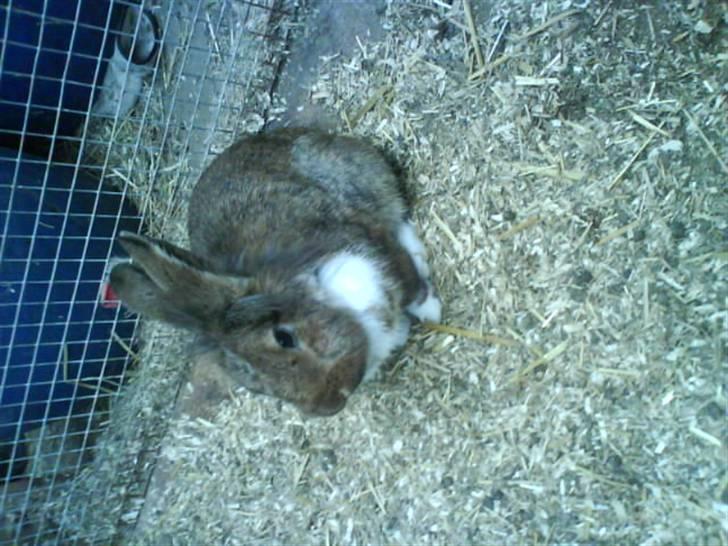 Kanin Mini-k (Himmel gnaver) R.I.P billede 9