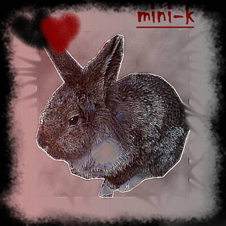 Kanin Mini-k (Himmel gnaver) R.I.P billede 10
