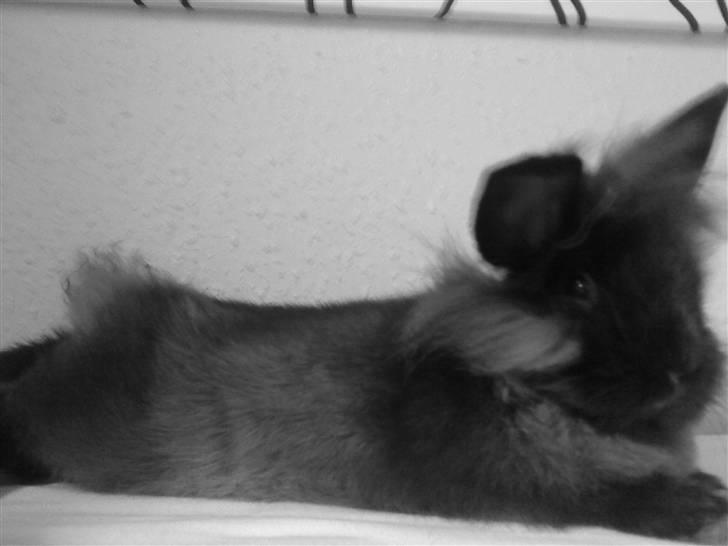 Kanin Bandit - Bandit der slapper af billede 1