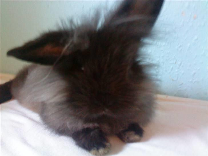 Kanin Bandit - Tittebøh billede 2