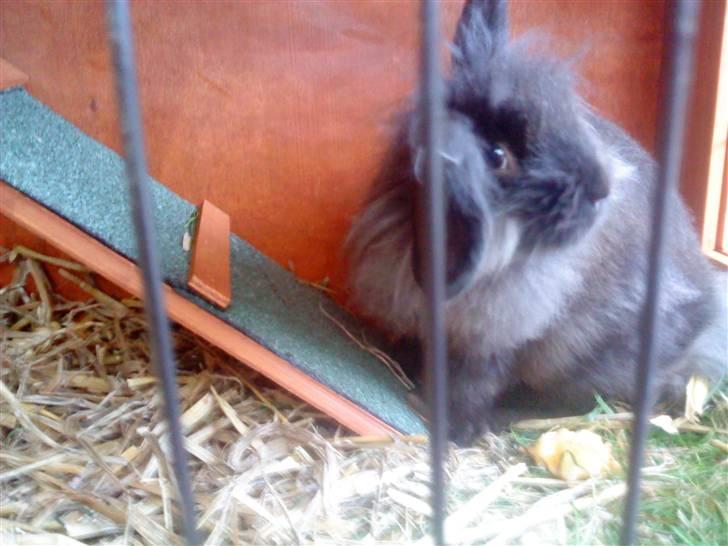 Kanin Bandit - Bandit i sit bur billede 3