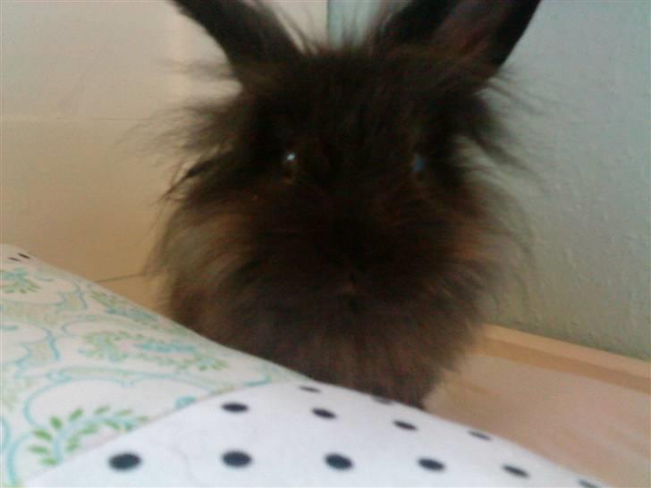 Kanin Bandit - Go´daw billede 4