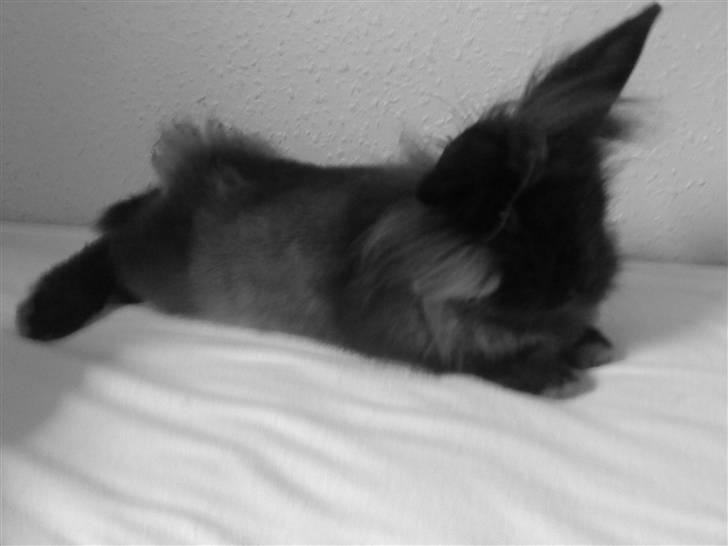 Kanin Bandit - Bandit der slapper af billede 5