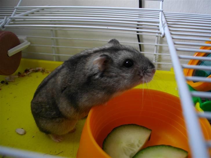 Dværghamster Kiwi RIP - 4. Mit dejlige hamster billede 13