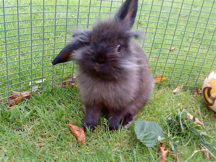 Kanin Bandit - Jeg er en meget nysgerrig kanin billede 6