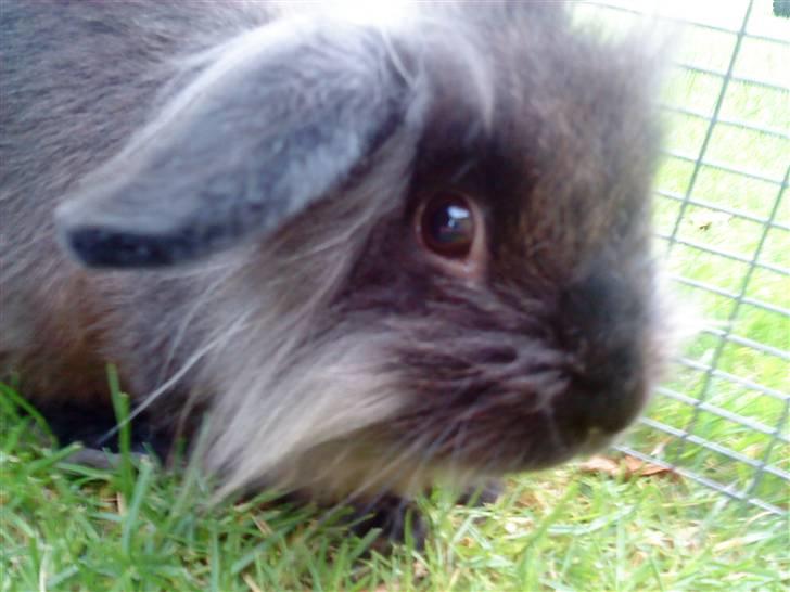 Kanin Bandit billede 7