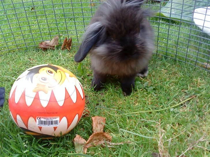 Kanin Bandit - Bandit med sin bold billede 8