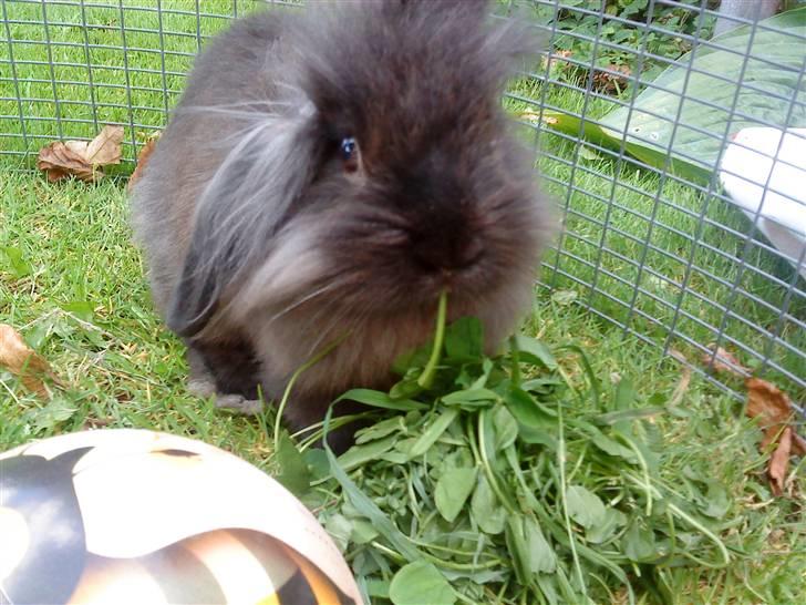 Kanin Bandit billede 9