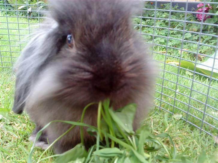 Kanin Bandit - Nam billede 10