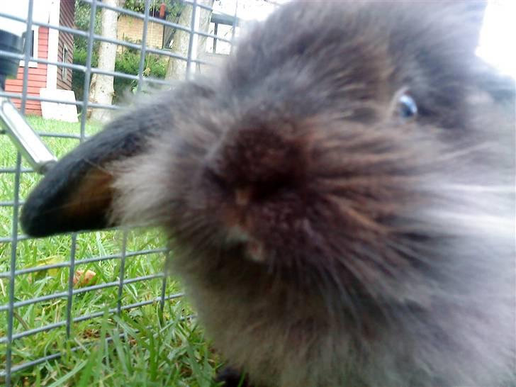 Kanin Bandit billede 11