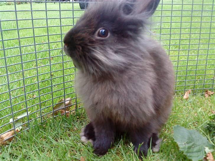 Kanin Bandit billede 12