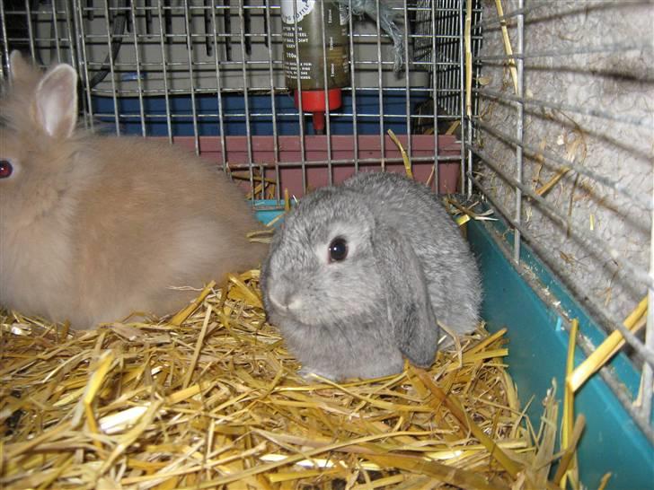 Kanin DV- Ninka. billede 2