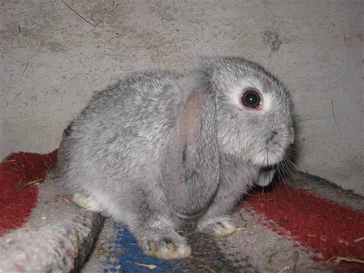 Kanin DV- Ninka. billede 3