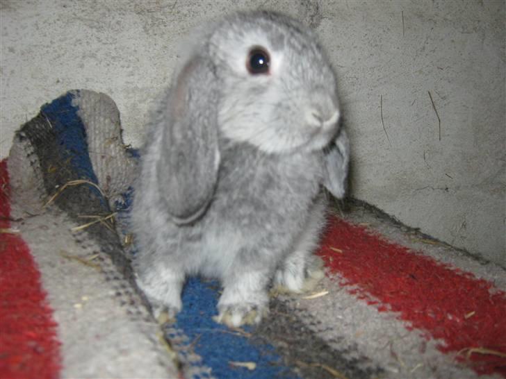 Kanin DV- Ninka. billede 4