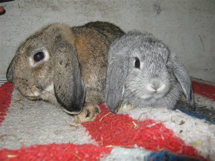 Kanin DV- Ninka. billede 5