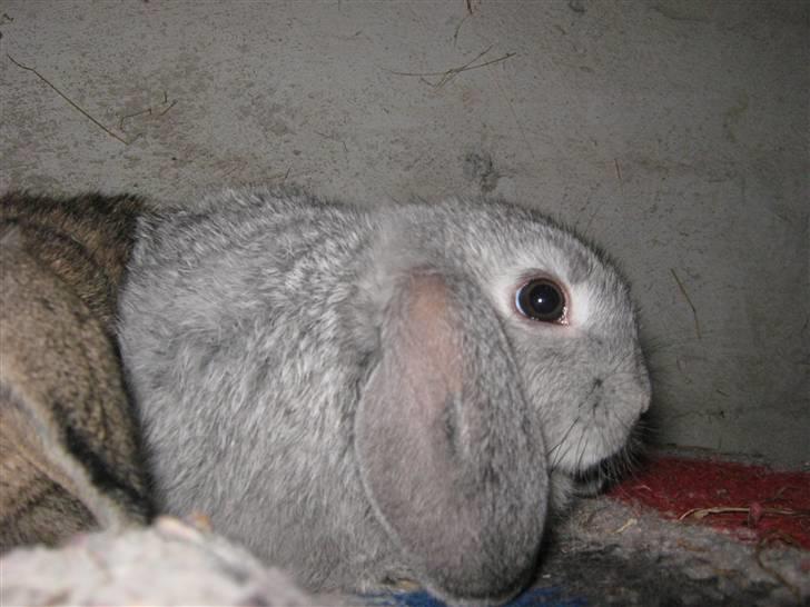 Kanin DV- Ninka. billede 6