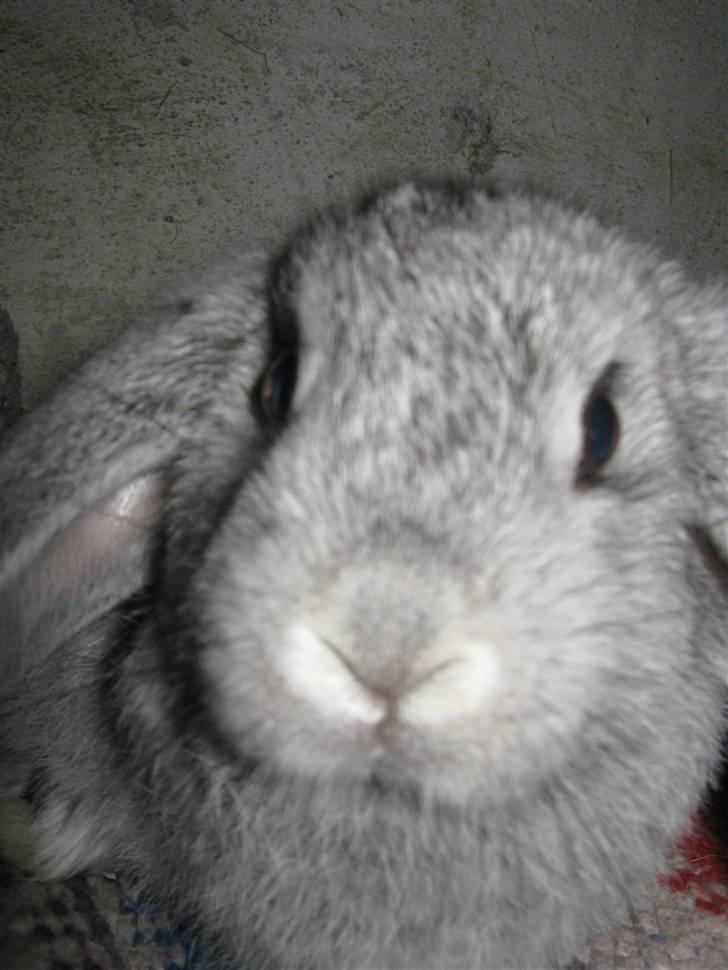 Kanin DV- Ninka. billede 7