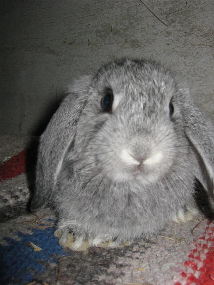 Kanin DV- Ninka. billede 8