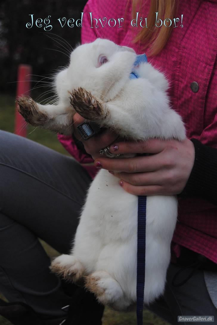 Kanin McGee - Billedet siger sig selv skramende kanin billede 4