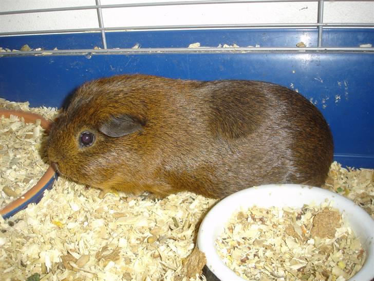 Marsvin Smily's Vaks billede 9