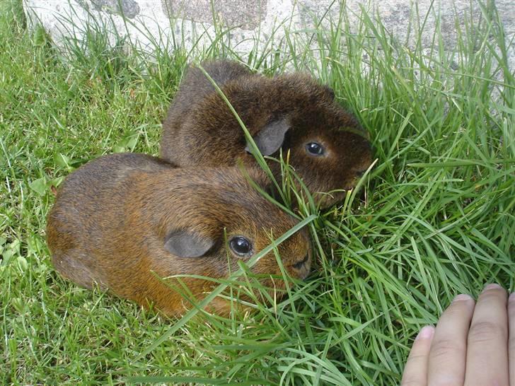 Marsvin Smily's Vaks billede 10