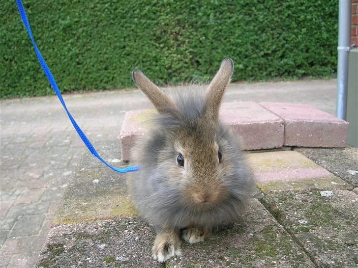 Kanin Charmetrolden Domino:D billede 11