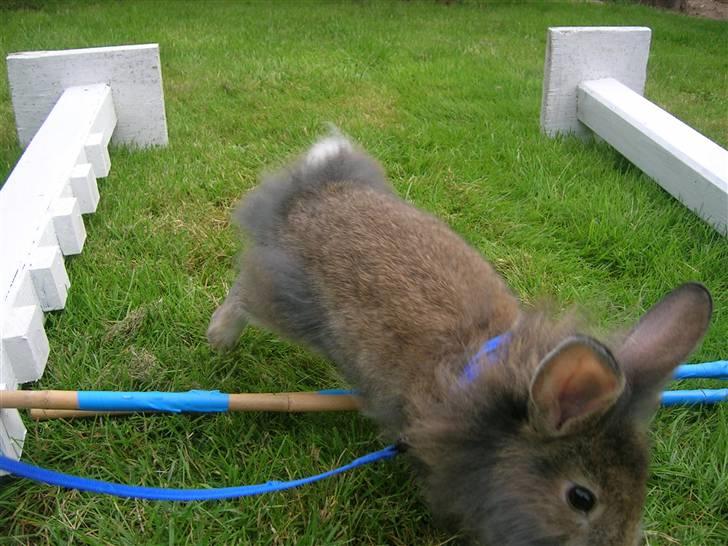 Kanin Charmetrolden Domino:D billede 12