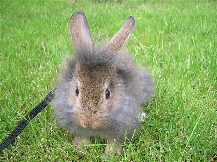 Kanin Charmetrolden Domino:D billede 13