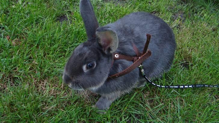 Kanin HJ's Stjerne<3 + UNGER! billede 2