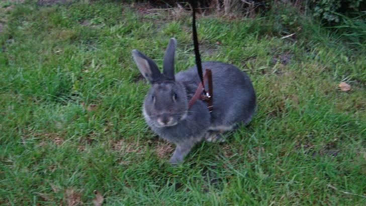 Kanin HJ's Stjerne<3 + UNGER! billede 3