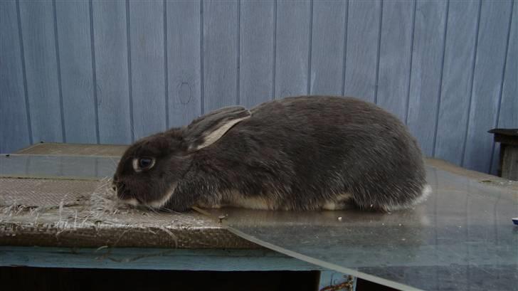 Kanin HJ's Stjerne<3 + UNGER! billede 4