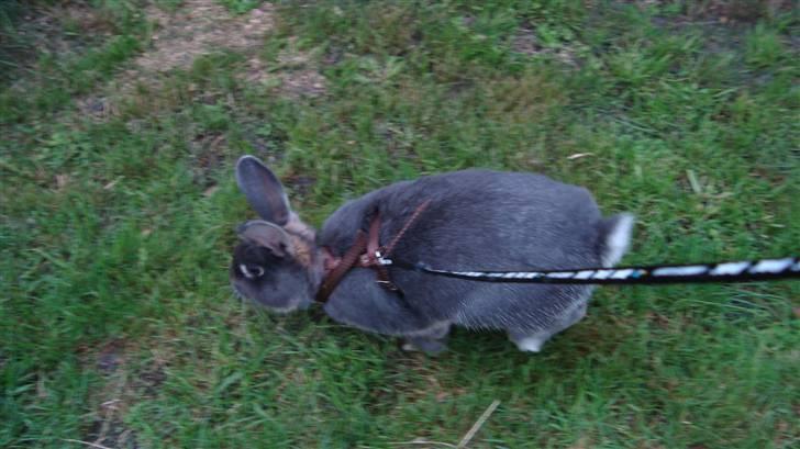 Kanin HJ's Stjerne<3 + UNGER! billede 5