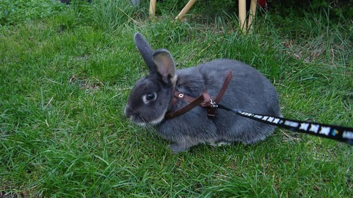 Kanin HJ's Stjerne<3 + UNGER! billede 6