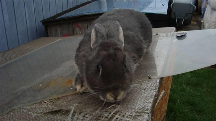 Kanin HJ's Stjerne<3 + UNGER! billede 7