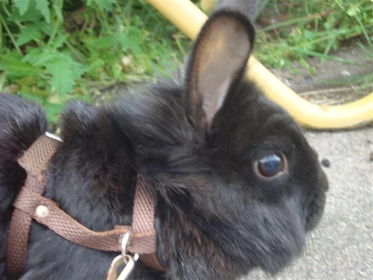 Kanin Marie <3 R.I.P :'( billede 1