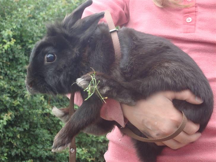 Kanin Marie <3 R.I.P :'( billede 2