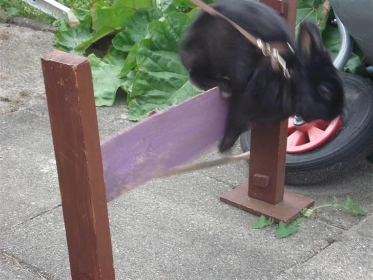 Kanin Marie <3 R.I.P :'( billede 3