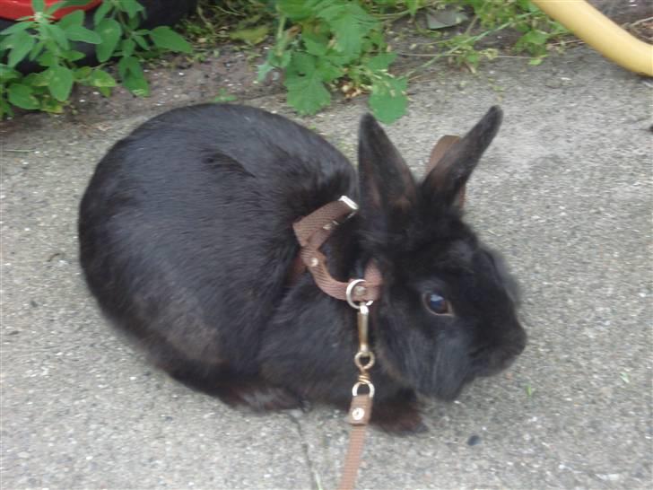 Kanin Marie <3 R.I.P :'( billede 4