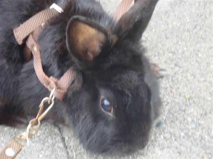 Kanin Marie <3 R.I.P :'( billede 5