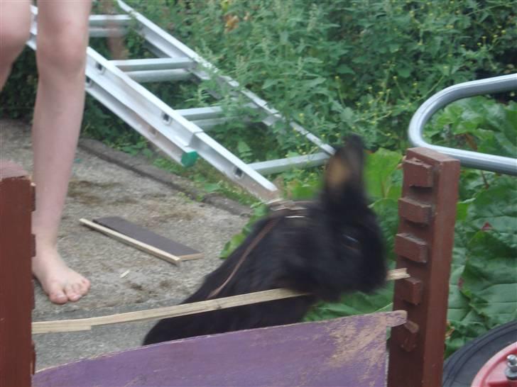 Kanin Marie <3 R.I.P :'( billede 6