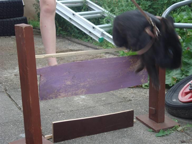 Kanin Marie <3 R.I.P :'( billede 7