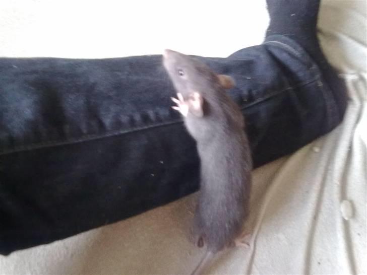 Tamrotte Perfect Little Cookie billede 2