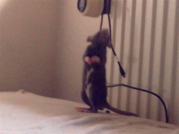 Tamrotte Perfect Little Cookie billede 3