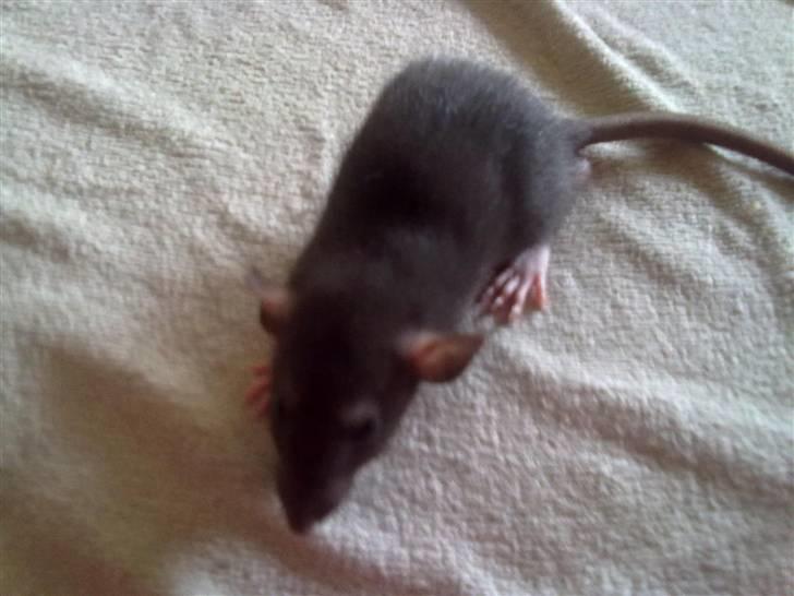 Tamrotte Perfect Little Cookie billede 5