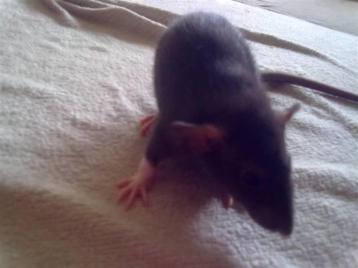 Tamrotte Perfect Little Cookie billede 6