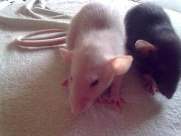 Tamrotte Perfect Little Cookie billede 7