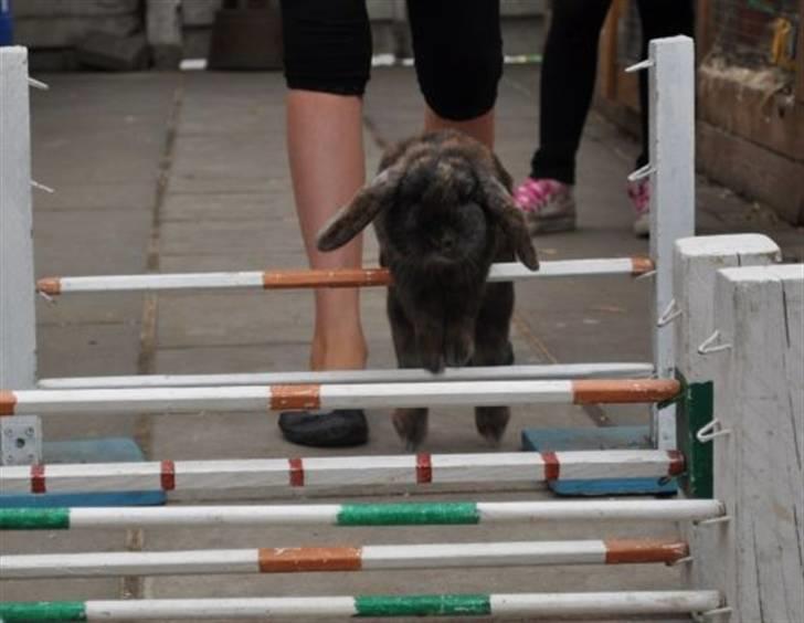 Kanin Don ø R.I.P :`( billede 13