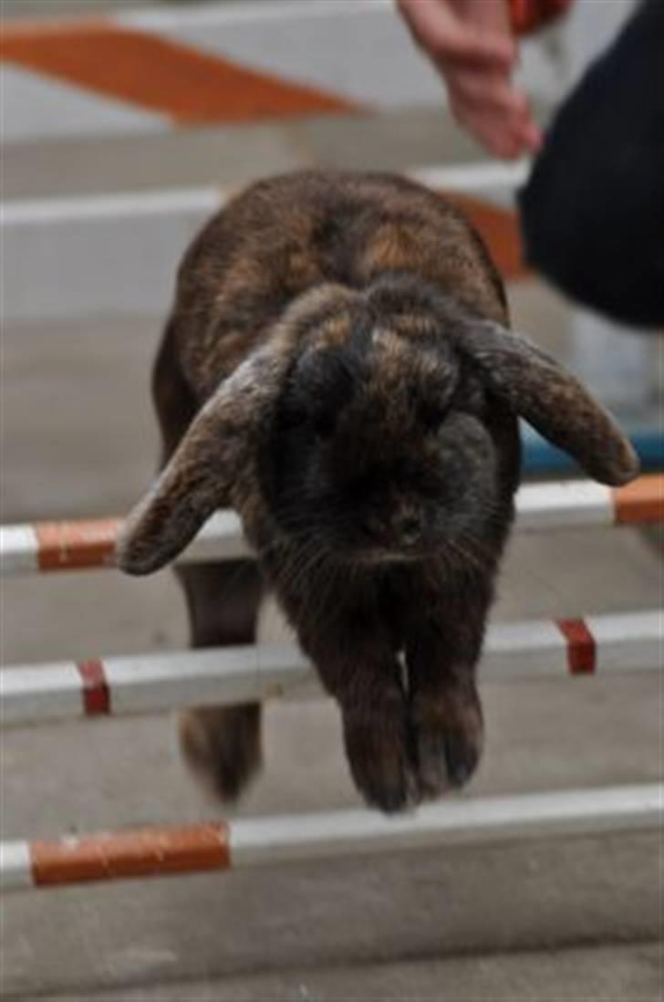 Kanin Don ø R.I.P :`( billede 14