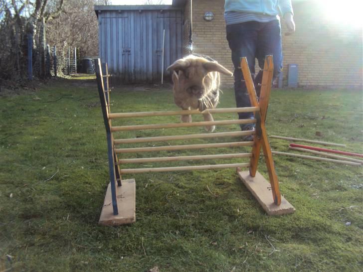 Kanin Viktor - 10# Viktor hopper hjemme hos Camilla :D <3 billede 10